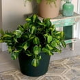 thumbnail image 4 of The HC Companies 24 Inch Indoor and Outdoor Flower Pot (6 Pack), 4 of 6