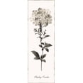 thumbnail image 2 of Donovan, Kelly 11x24 Gold Ornate Wood Framed with Double Matting Museum Art Print Titled - Slender Leadwort, 2 of 4