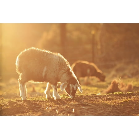 Canvas Print Goats Sunlight Animal Outdoors Nature Grazing Stretched Canvas 10 x