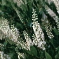 thumbnail image 4 of RedCrocus Hummingbird&rsquo;s Summersweet Clethra alnifolia, Fragrant Pollinator-Attracting Shrub for Garden & Borders  3 Gallon, 4 of 20