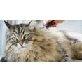 thumbnail image 3 of JW Pet Company GripSoft Cat Slicker Brush, Small 65033, 3 of 7