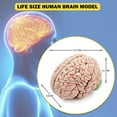 thumbnail image 3 of Cerebro Humano, Modelo de AnatomíA del Cerebro Humano de TamañO Real con Base de ExposicióN, para Estudio de Aula de Ciencias y ExposicióN de EnseñAnza B, 3 of 5