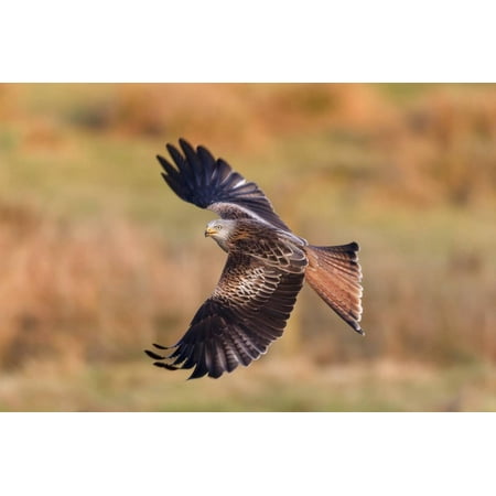 Red Kite (Milvus Milvus) Flying Wings Out-Stretched Low over Farmland Searching for Food, Wales Print Wall Art By Garry