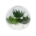 thumbnail image 4 of DesignOvation 3.75"H Angled Glass Globe Succulent Terrarium, 4 of 6