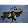 thumbnail image 2 of Kaveney, Wendy 14x11 Black Ornate Wood Framed with Double Matting Museum Art Print Titled - Wyoming, Yellowstone NP Bugling elk in winter, 2 of 4