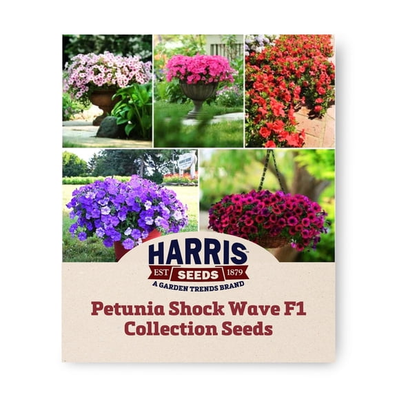 Harris Seeds Petunia Shock Wave F1 Collection, Spreading Hybrid for Hanging Baskets and Containers, 125 Count