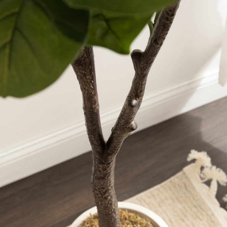 dracaena marginata bicolour Shop 'Dracaena marginata bicolor' Care & Info