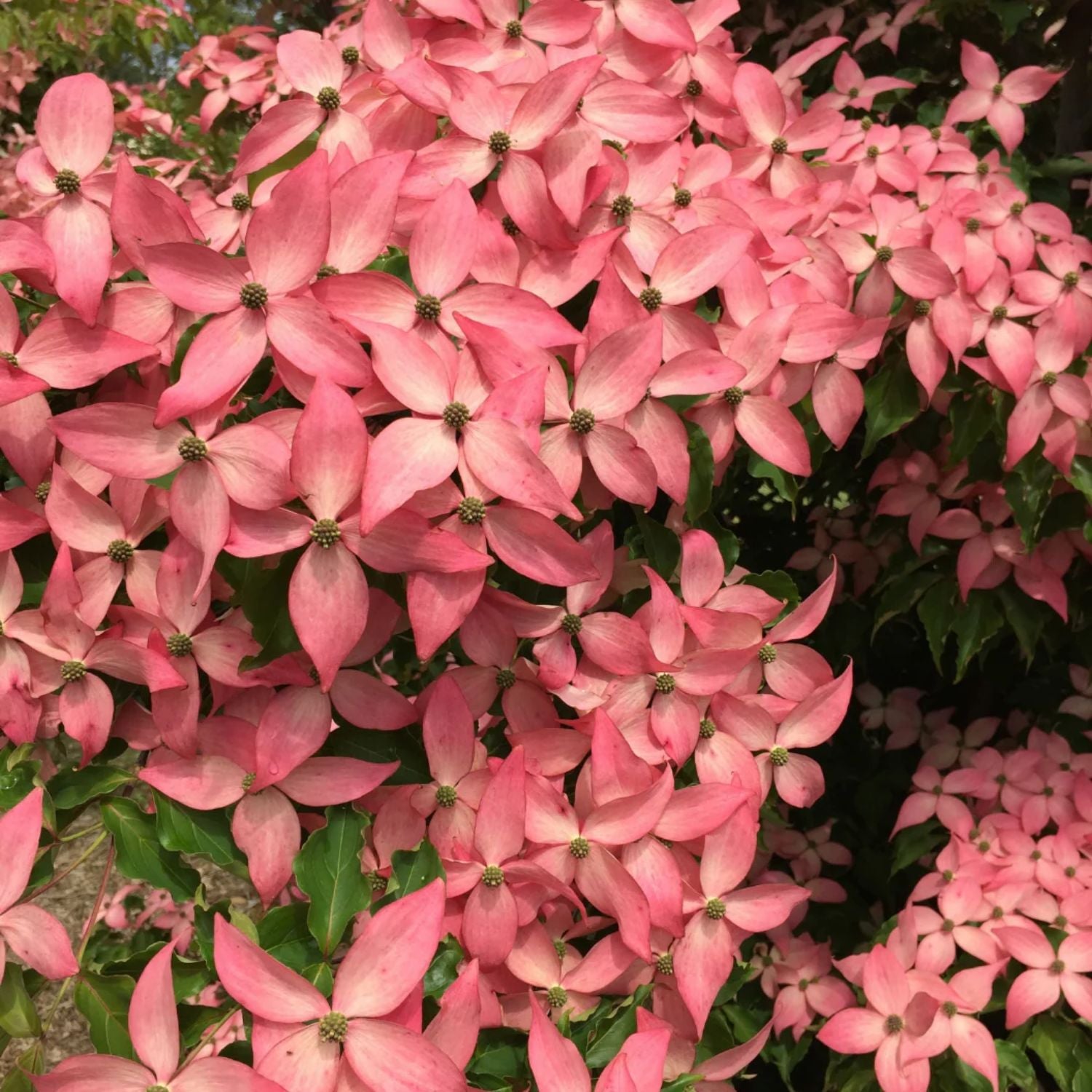 Expert Gardener 2-3 ft. Tall Scarlet Fire Dogwood Live Tree in 3- Gallon Grower Pot