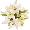 Fresh Cut White Asiatic Lilies, Pack of 40 by InBloom Group
