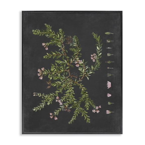 Stupell Industries Transitional Botanical Drawing Flower Pink On Black Design Black Framed Giclee Art, 11 x 14, by Lettered and Lined