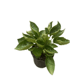 thumbnail image 3 of Black-Eyed Susan Goldsturm Rudbeckia - Live Plant - Gallon Pot, 3 of 4