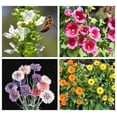 thumbnail image 6 of Seedville Edible Mix Flower Seeds, Beautiful Vibrant, 6 of 10