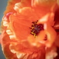 thumbnail image 2 of 27"H Sullivans Cosmic Orange Poppy With Bud, Orange, 2 of 3