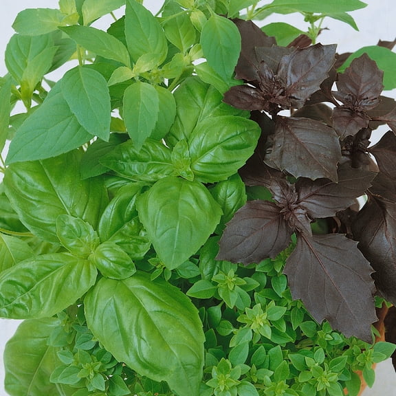 Culinary Blend Basil Seeds - 2 g Packet ~1250 Seeds - Non-GMO - Growing Microgreens, Herb Garden - Ocimum basilicum