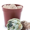 thumbnail image 3 of CHICHUMID Mousse Préservée Blanche Fraîche pour Décoration de Bureau et Conteneur de Plantes, 3 of 5