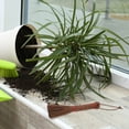 thumbnail image 3 of Bonsai Planter Broom Escobas de mano Cepillo de lavado Bonsai Cepillo de limpieza para jardín, 3 of 6