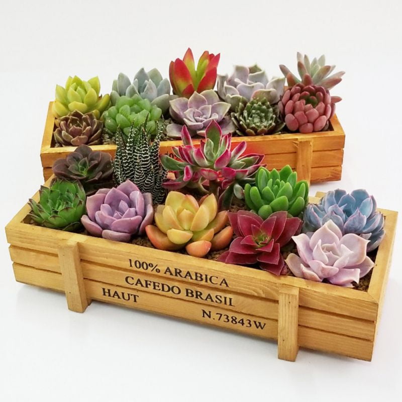 Vintage Rustic Wooden Crate Planter Garden Trough Pot Plants Bulbs Herbs Cactus 