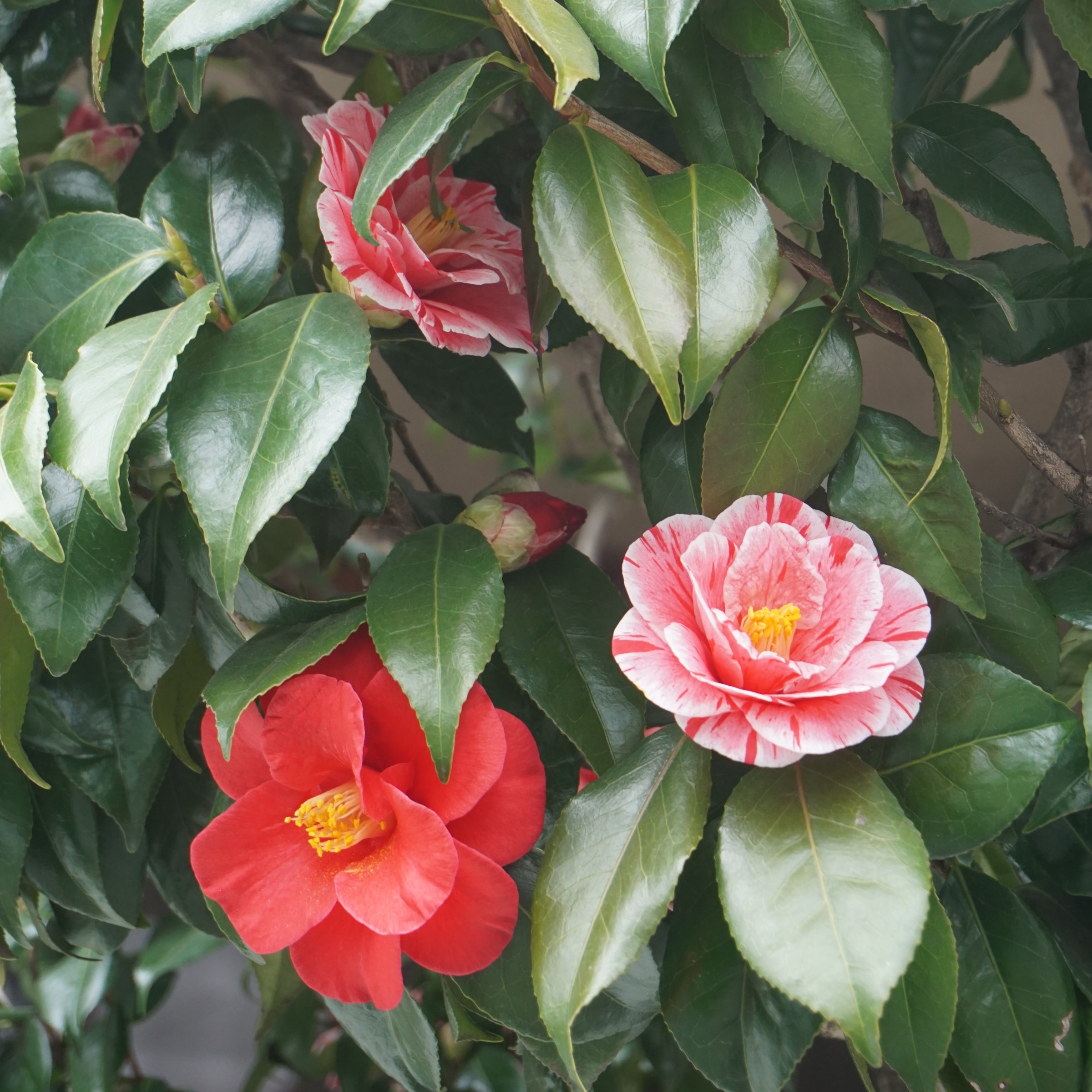 National Plant Network 1 gal. Camellia Japonica Tricolor Shrub