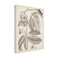 thumbnail image 2 of Vision Studio 'Sepia Exotic Plants VI' Canvas Art, 2 of 3