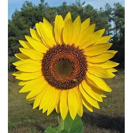 100 Yellow Giant Sunflower Seeds for Planting