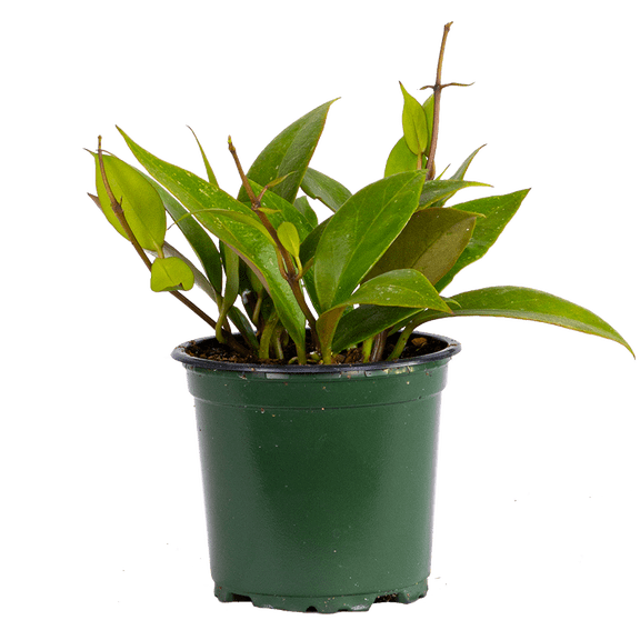 Hoya Gracilis | Porcelain Flower (S) Live Plants in 4" growers pot
