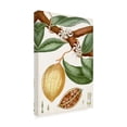 thumbnail image 2 of Turpin 'Turpin Tropical Fruit II' Canvas Art, 2 of 3