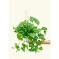 thumbnail image 5 of Epipremnum Aureum Live Green Plant in 8" Pot, 5 of 5