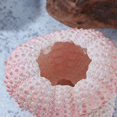 thumbnail image 2 of Concha de erizos de mar naturales, dije de caracola perforadora, conchas de artesanía marina náutica, cuentas de playa oceánica para colgante, decoración artesanal del hogar, tamaño A, 2 of 4