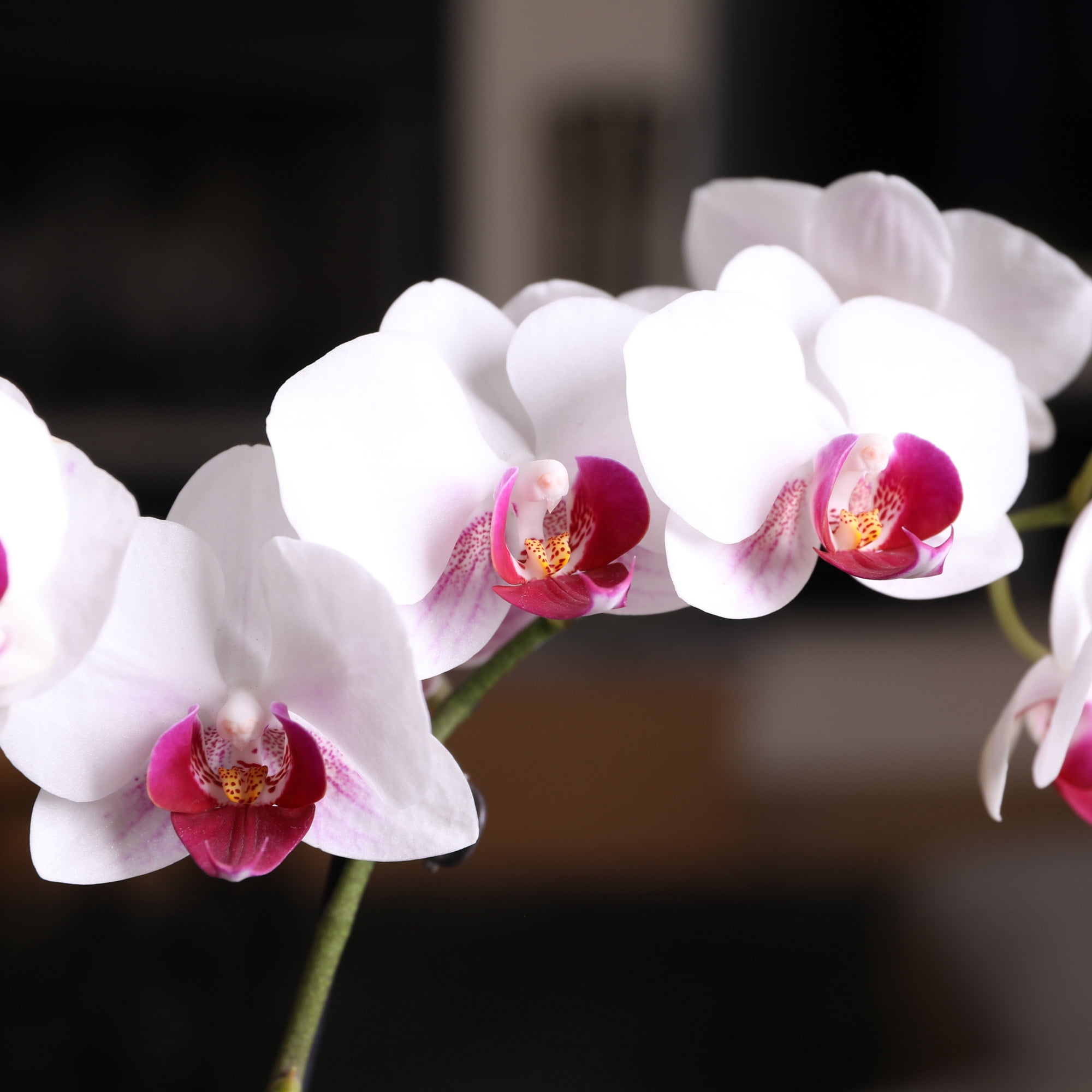 Just Add Ice 15-20" White and Purple Petite Orchid Live Plant in 3" White Ceramic Pot, House Plant