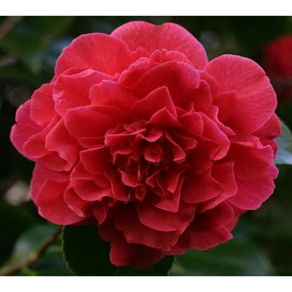 Kramers Supreme Red Camellia Japonica - Live Plant - ( QT ) - Walmart