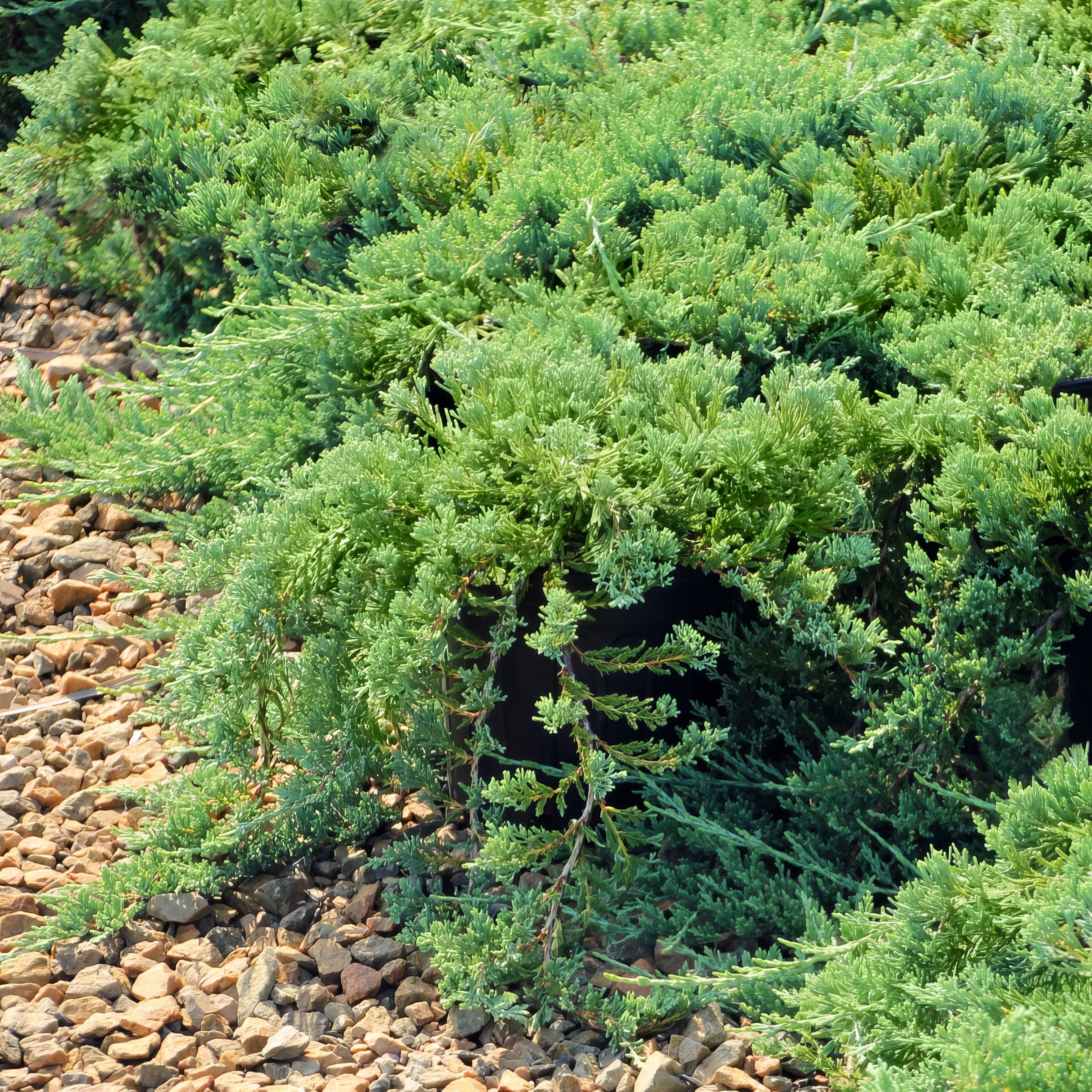 Live Shrub 3 gal Green Sargent Juniper with Full Sunlight