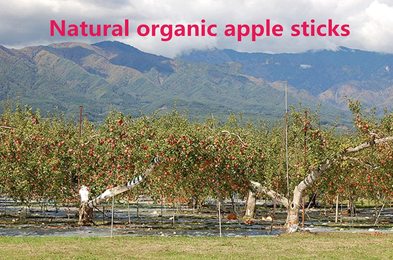 500g(18oz) Apple Sticks Pet Chew Toys for Rabbits Chinchilla Guinea Pigs