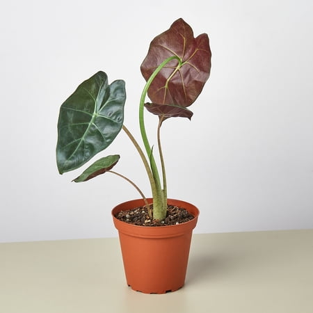 House Plant Shop Wentii Alocasia Live Plants in 4" Pot