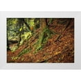 thumbnail image 1 of Murdock, Ramona 18x13 White Modern Wood Framed Museum Art Print Titled - Ancient Trees, 1 of 4