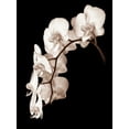 thumbnail image 2 of Rehner, John 25x32 White Modern Wood Framed Museum Art Print Titled - Orchid Dance II, 2 of 4