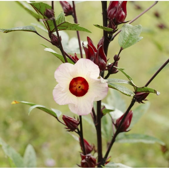 25 Roselle Hibiscus Seeds for Planting - Hibiscus Sabdariffa - Jamaican Sorrel - Tropical Perennial Shrub Plant