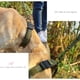 thumbnail image 5 of Collar táctico para perros de tamaño mediano, collar de entrenamiento con cierre de metal de liberación rápida, 5 of 5