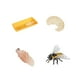 thumbnail image 4 of Ciclo de vida de los juguetes de abejas, juguetes Montessori, figura del ciclo de crecimiento de vida de los animales, educativo para historias, 4 of 9