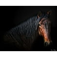 thumbnail image 2 of Drost, David 32x26 Gold Ornate Wood Framed with Double Matting Museum Art Print Titled - Horse Portrait VII, 2 of 4