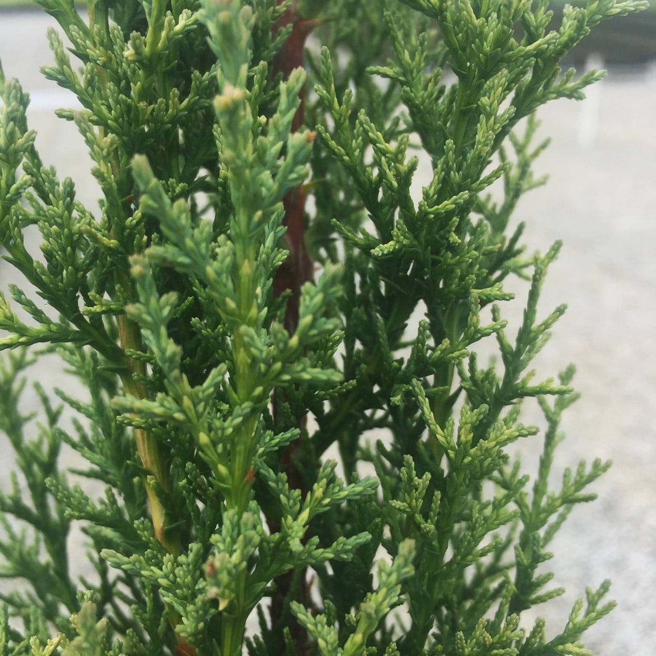 Expert Gardener Italian Cypress (2.5 Quart) Narrow and Upright Evergreen Tree - Full Sun Live Outdoor Plant
