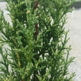 thumbnail image 2 of Expert Gardener Italian Cypress (2.5 Quart) Narrow and Upright Evergreen Tree - Full Sun Live Outdoor Plant, 2 of 6