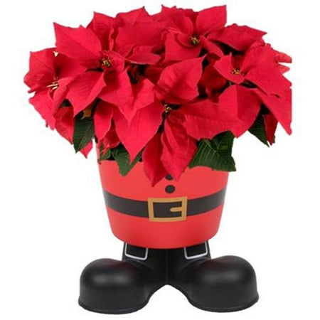2QT POINSETTIA SANTA Walmart.com 2QT POINSETTIA SANTA Walmart.com