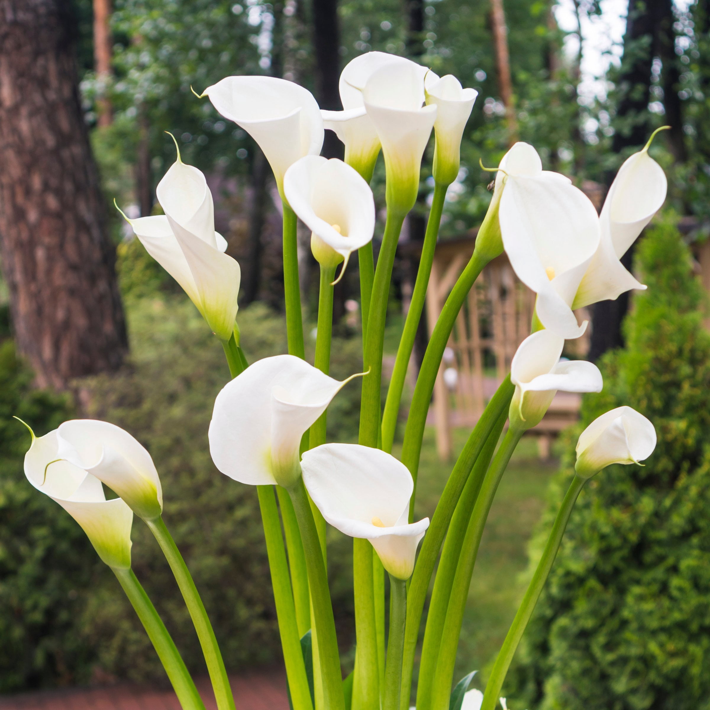 National Plant Network Calla Lily White Flirt Bulbs (3-Pack)