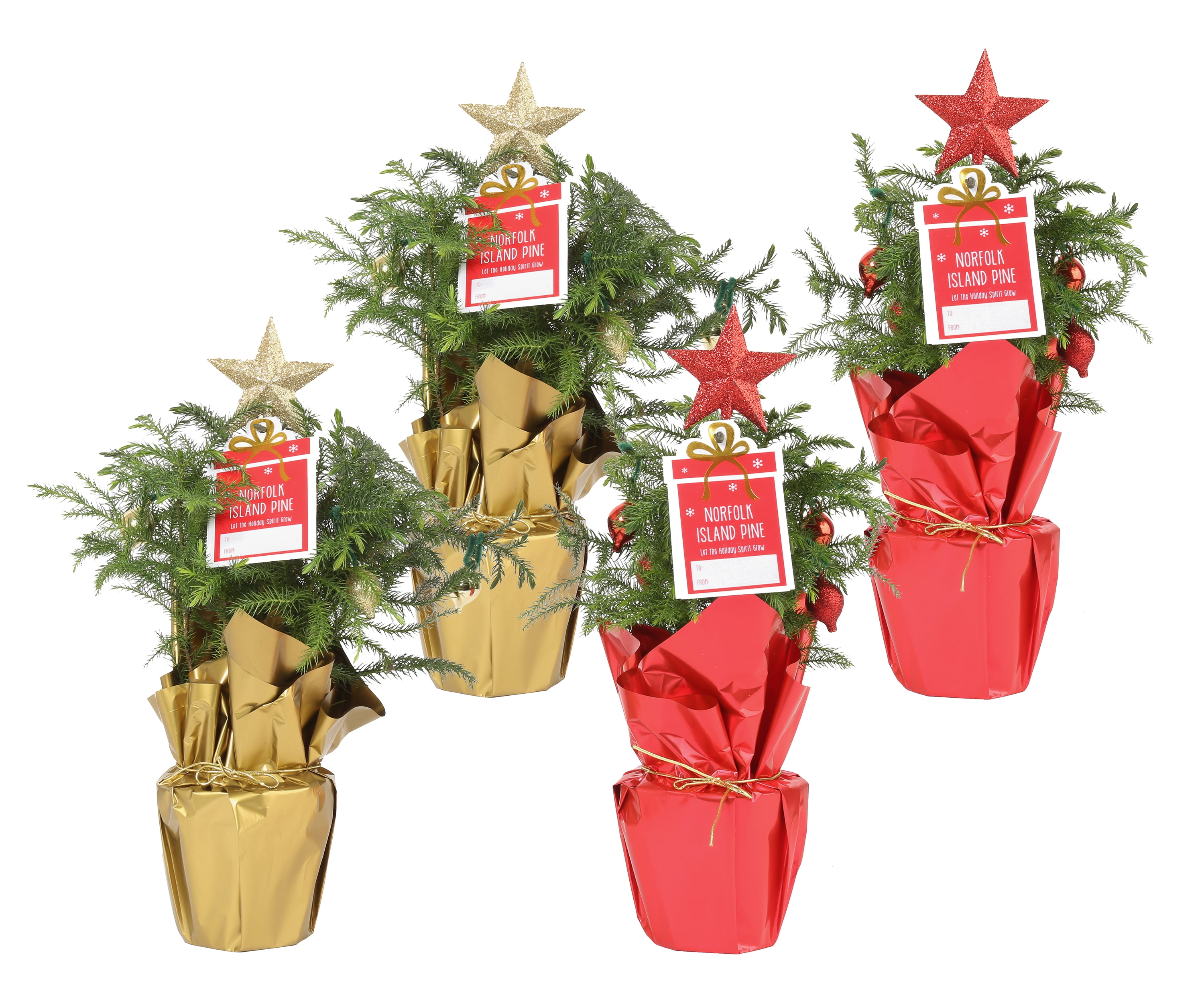 Delray Plants Indoor Holiday Norfolk Island Pine Live Christmas Tree