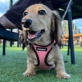 thumbnail image 4 of Voyager Step-In Air All Weather Mesh Harness & Reflective Dog Leash Combo w/ Neoprene Handle 5ft , For Small to Large Breed Dogs Cute & Heavy Duty, Best Pet Supplies- Pink Black Trim, S, 4 of 10