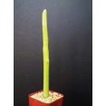 thumbnail image 2 of EUPHORBIA ATTASTOMAS exotic  rare cactus plant cacti bonsai succulent  2" pot, 2 of 5