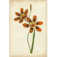 thumbnail image 2 of Unknown 11x14 White Modern Wood Framed Museum Art Print Titled - Vibrant Curtis Botanicals IV, 2 of 4