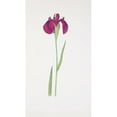 thumbnail image 2 of William Rickatson Dykes 12x18 Black Ornate Wood Framed Double Matted Museum Art Print Titled - Iris Kaempferi (1913), 2 of 5