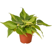 Philodendron Hederaceum Brasil Live Plant for Indoor | Different Houseplants in 4'' & 6'' Pot | Real House Plant for Living Room, Office, Desk & Bathroom | Cordatum