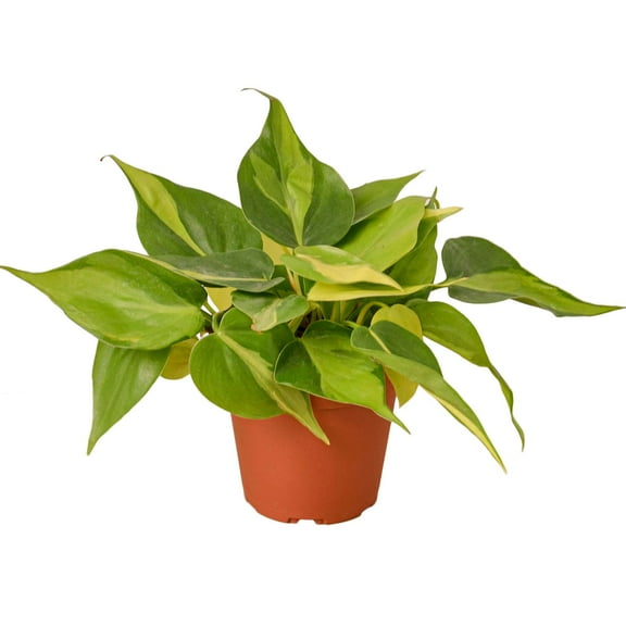 Philodendron Hederaceum Brasil Live Plant for Indoor | Different Houseplants in 4'' & 6'' Pot | Real House Plant for Living Room, Office, Desk & Bathroom | Cordatum